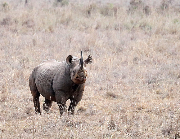 Black rhino - Nairobi National Park
