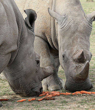 3 last northern white rhinos in the world