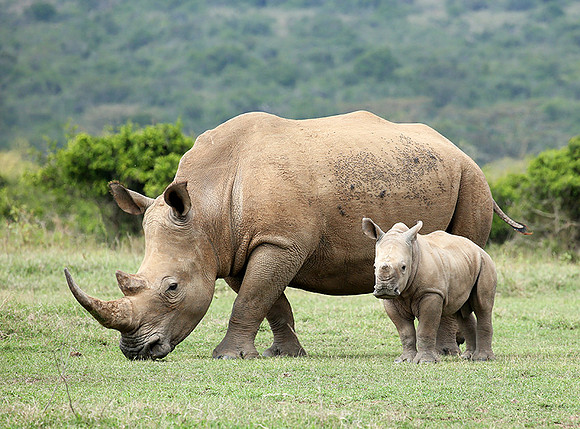 White rhinos (location not disclosed to avoid poaching)