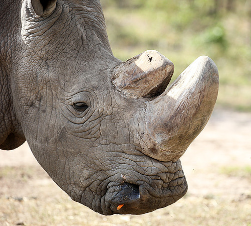 3 last northern white rhinos in the world