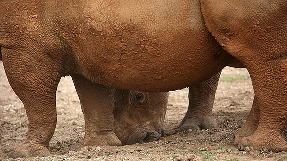 Baby rhino hiding behind its mother