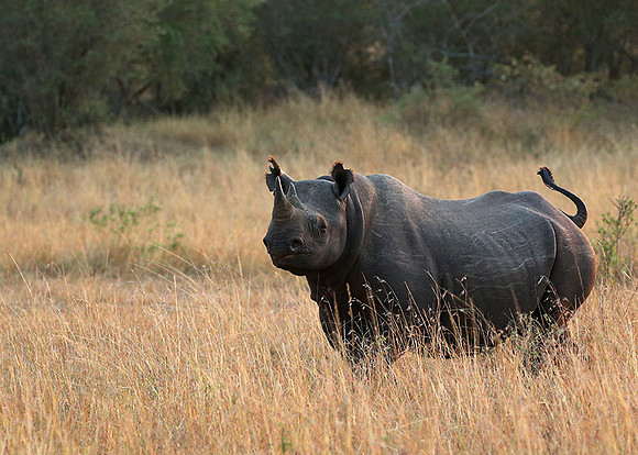 Black rhino - Masaï Mara