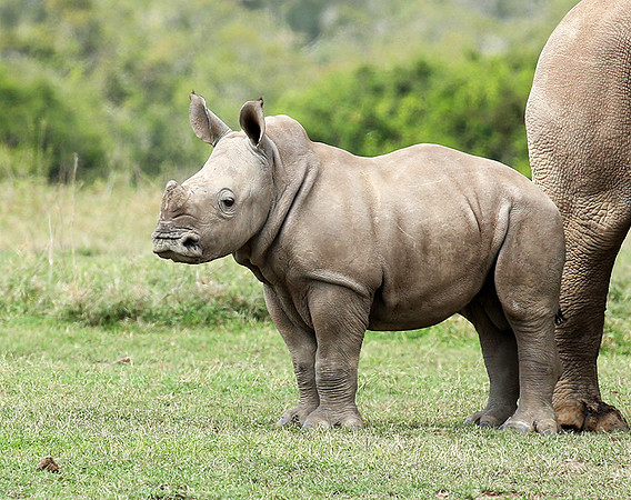 White rhinos (location not disclosed to avoid poaching)