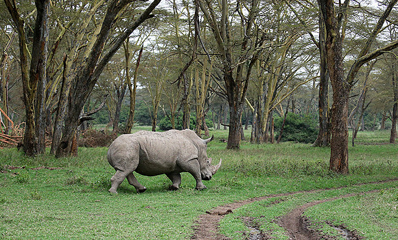 White rhinos (location not disclosed to avoid poaching)