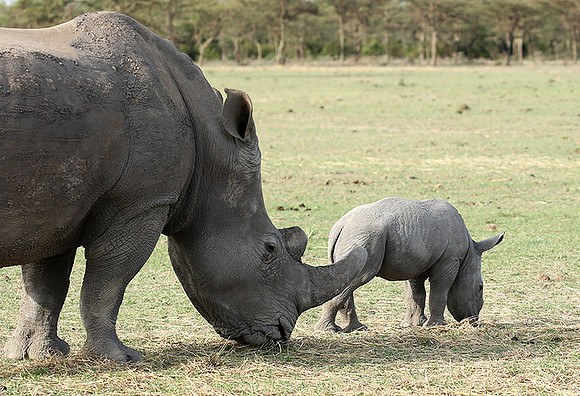 White rhinos