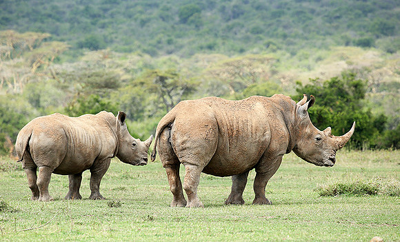 White rhinos (location not disclosed to avoid poaching)