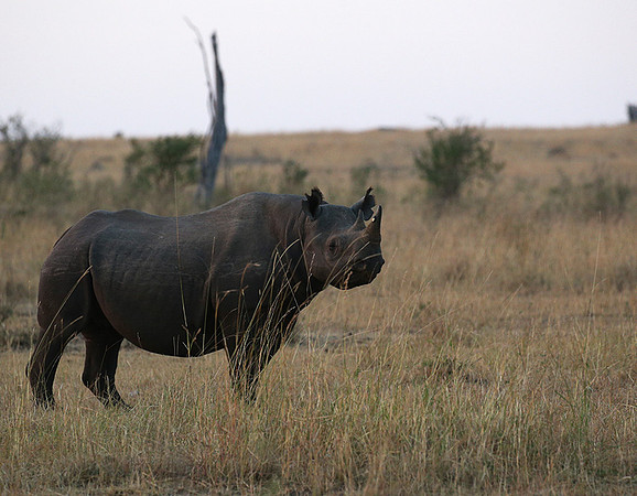 Black rhino - Masaï Mara