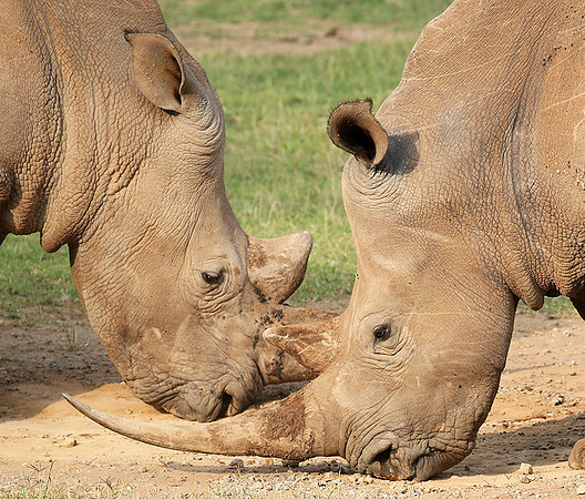 White rhinos (location not disclosed to avoid poaching)