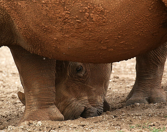 Baby rhino hiding behind its mother