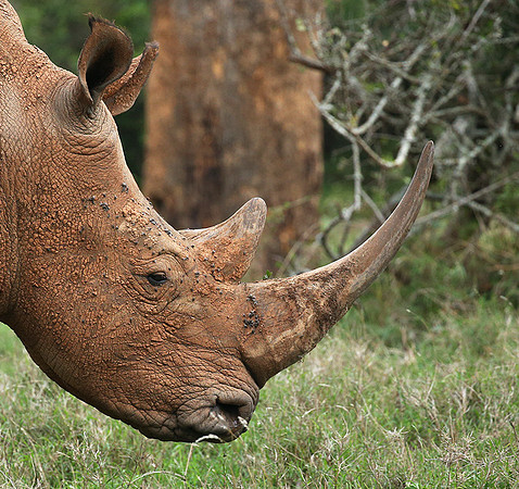 White rhinos (location not disclosed to avoid poaching)