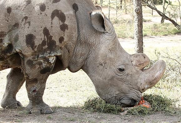 3 last northern white rhinos in the world