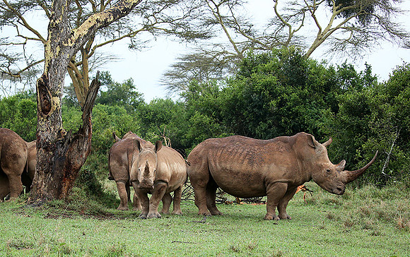 White rhinos (location not disclosed to avoid poaching)