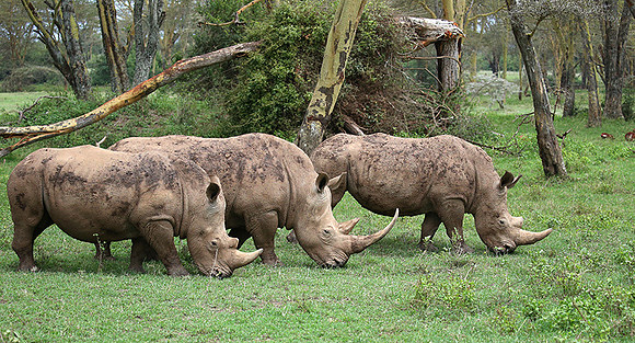 White rhinos (location not disclosed to avoid poaching)