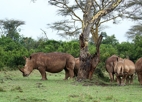 White rhinos (location not disclosed to avoid poaching)