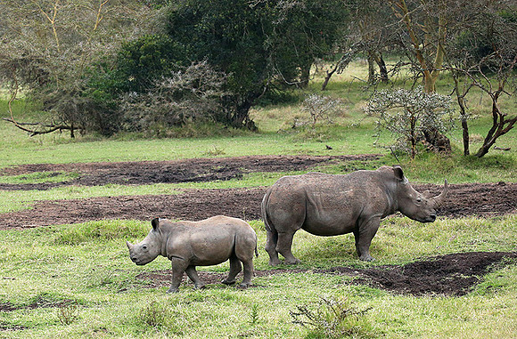 White rhinos (location not disclosed to avoid poaching)
