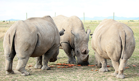 3 last northern white rhinos in the world