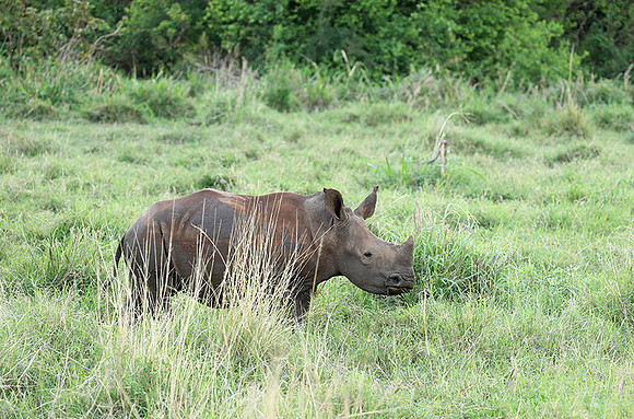 White rhino