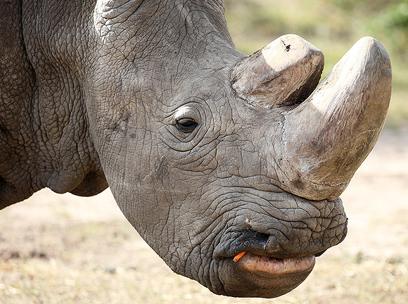 3 last northern white rhinos in the world