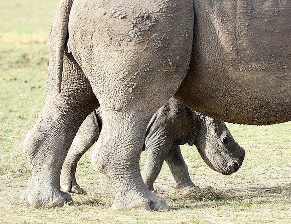 White rhinos