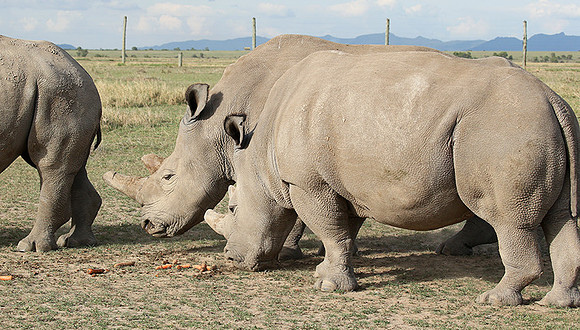 3 last northern white rhinos in the world