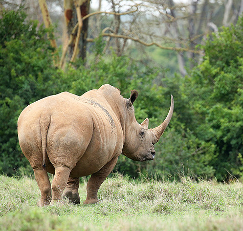 White rhinos (location not disclosed to avoid poaching)