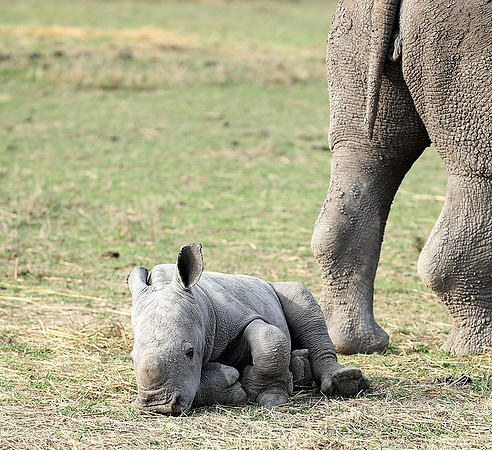 White rhino