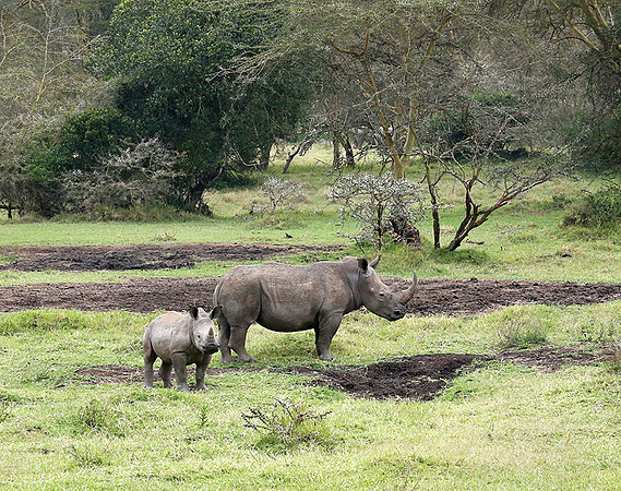 White rhinos (location not disclosed to avoid poaching)