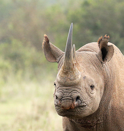 White rhinos (location not disclosed to avoid poaching)