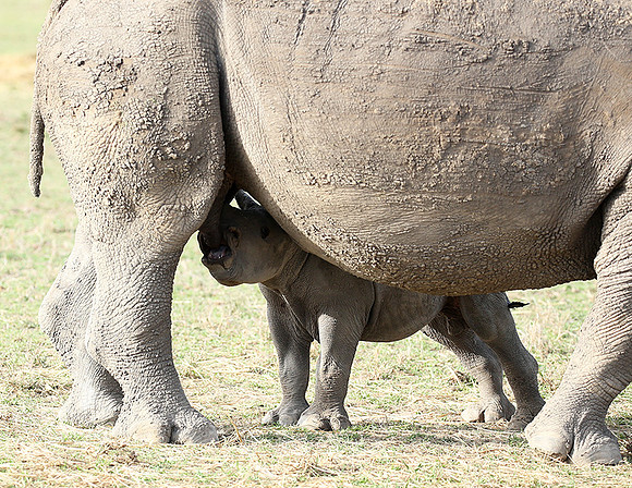 White rhinos
