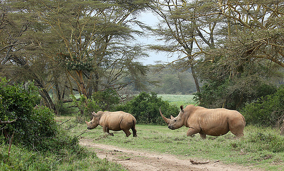 White rhinos (location not disclosed to avoid poaching)