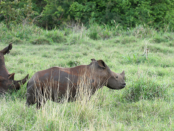 White rhino