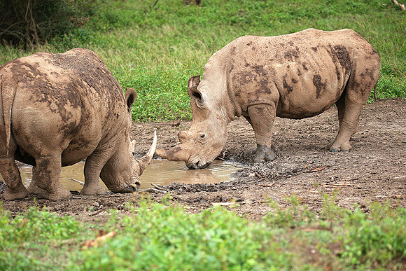 White rhinos (location not disclosed to avoid poaching)