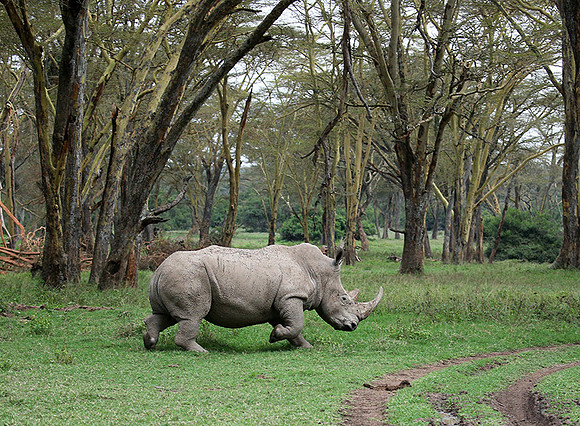 White rhinos (location not disclosed to avoid poaching)