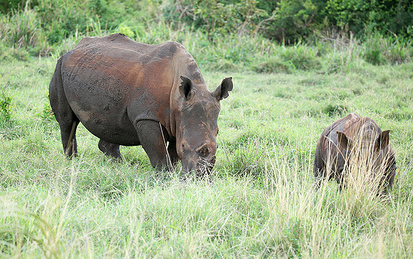 White rhino