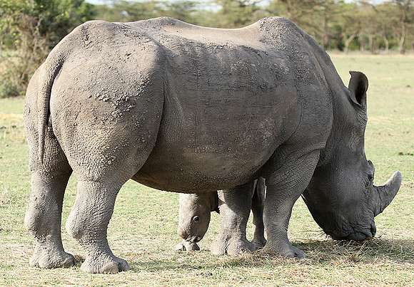 White rhinos