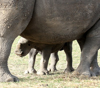 White rhino