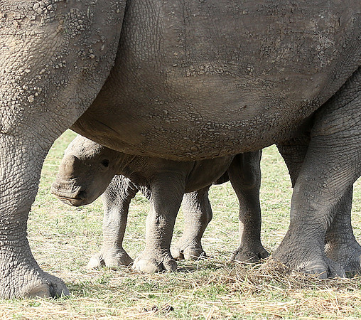 White rhino