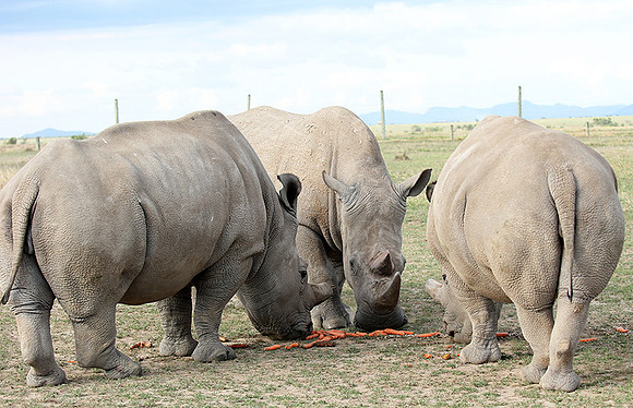 3 last northern white rhinos in the world