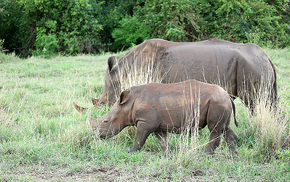 White rhino