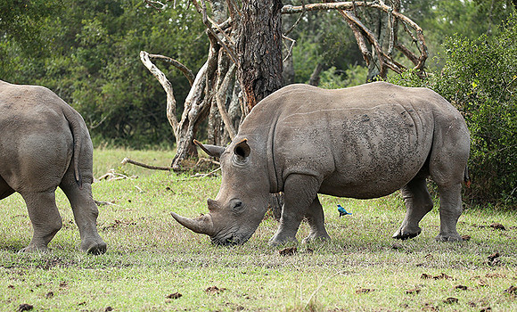 White rhinos (location not disclosed to avoid poaching)