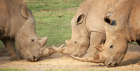 White rhinos (location not disclosed to avoid poaching)