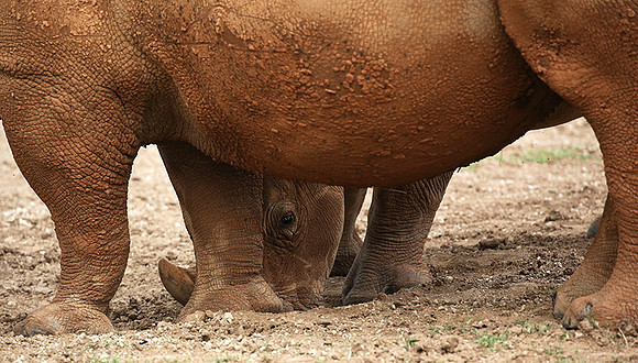 Baby rhino hiding behind its mother
