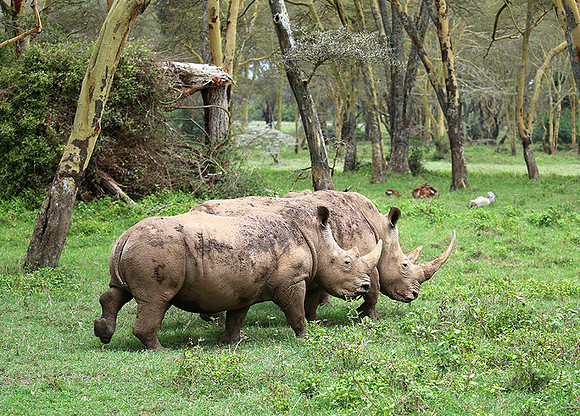 White rhinos (location not disclosed to avoid poaching)