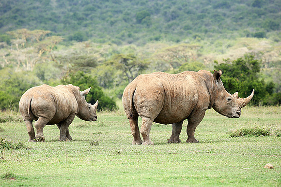White rhinos (location not disclosed to avoid poaching)