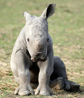 White rhino