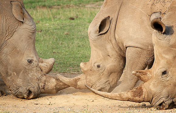 White rhinos (location not disclosed to avoid poaching)