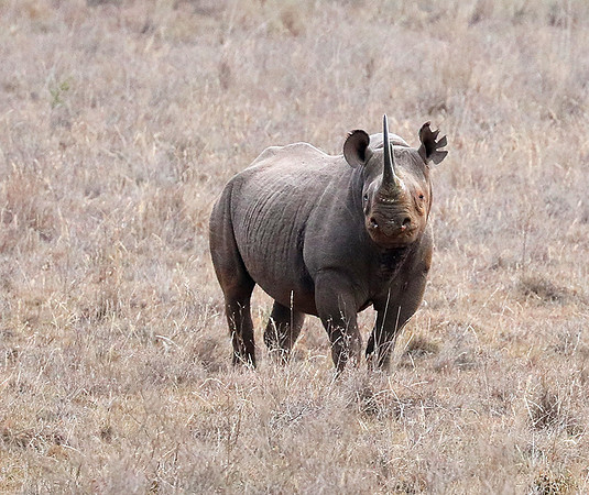 Black rhino - Nairobi National Park
