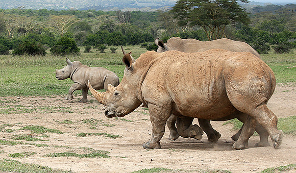 White rhinos (location not disclosed to avoid poaching)