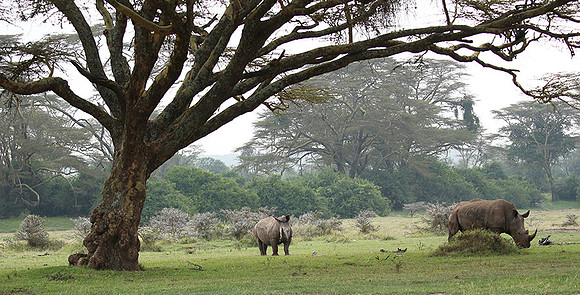 White rhinos (location not disclosed to avoid poaching)