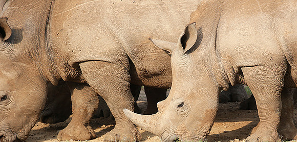 White rhinos (location not disclosed to avoid poaching)